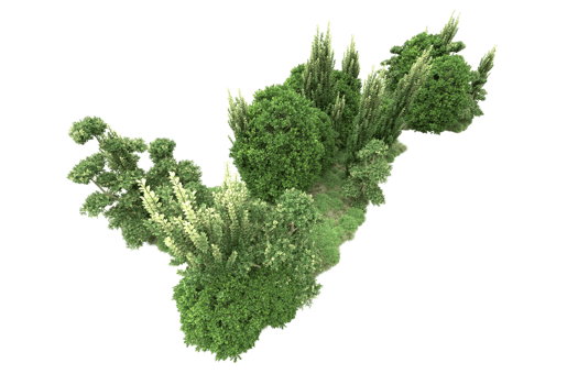 Realistic forest isolated on transparent background. 3d rendering - illustration png