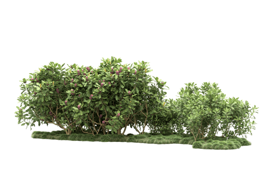 Realistic forest isolated on transparent background. 3d rendering - illustration png