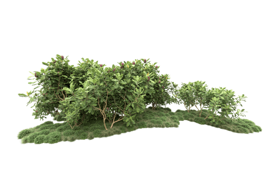 Realistic forest isolated on transparent background. 3d rendering - illustration png