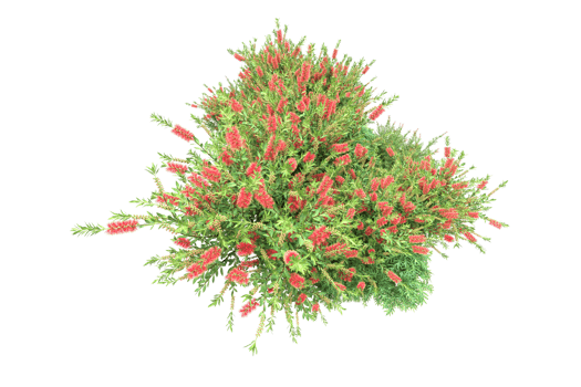 Realistic forest isolated on transparent background. 3d rendering - illustration png
