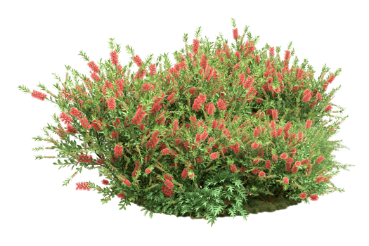 Realistic forest isolated on transparent background. 3d rendering - illustration png