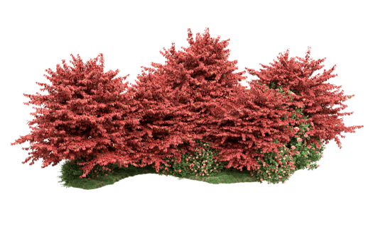 Realistic forest isolated on transparent background. 3d rendering - illustration png