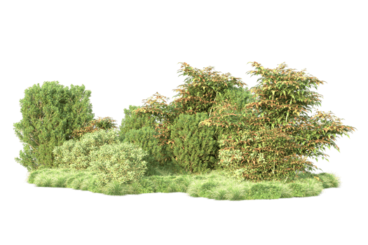 Tropical forest isolated on transparent background. 3d rendering - illustration png