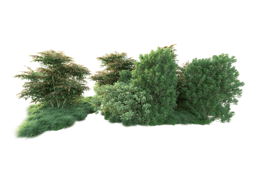 Tropical forest isolated on transparent background. 3d rendering - illustration png
