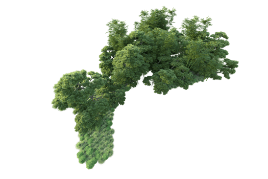 Tropical forest isolated on transparent background. 3d rendering - illustration png