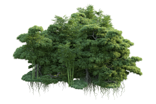 Tropical forest isolated on transparent background. 3d rendering - illustration png