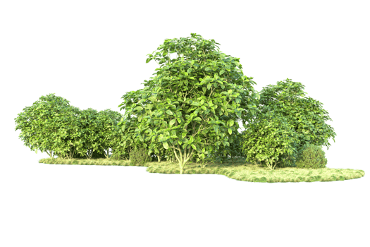 Tropical forest isolated on transparent background. 3d rendering - illustration png