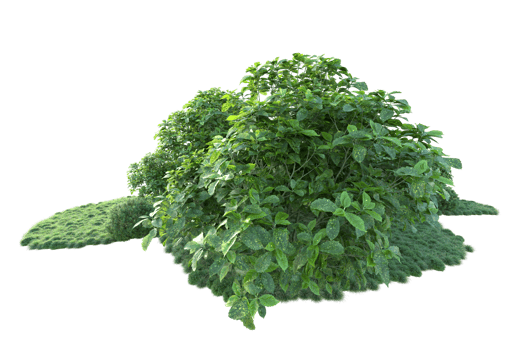 Tropical forest isolated on transparent background. 3d rendering - illustration png
