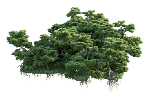 Tropical forest isolated on transparent background. 3d rendering - illustration png