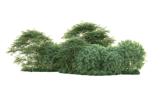 Tropical forest isolated on transparent background. 3d rendering - illustration png