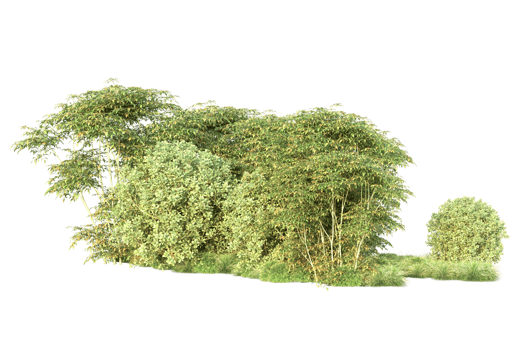 Tropical forest isolated on transparent background. 3d rendering - illustration png