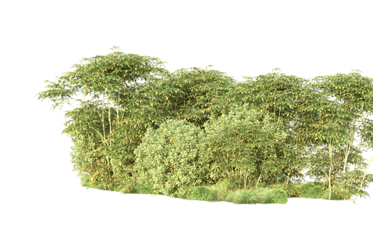 Tropical forest isolated on transparent background. 3d rendering - illustration png