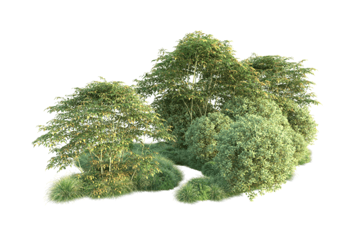 Tropical forest isolated on transparent background. 3d rendering - illustration png