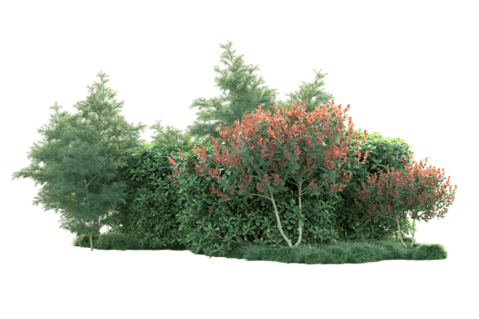 Tropical forest isolated on transparent background. 3d rendering - illustration png