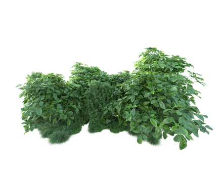 Tropical forest isolated on transparent background. 3d rendering - illustration png