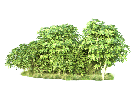 Tropical forest isolated on transparent background. 3d rendering - illustration png