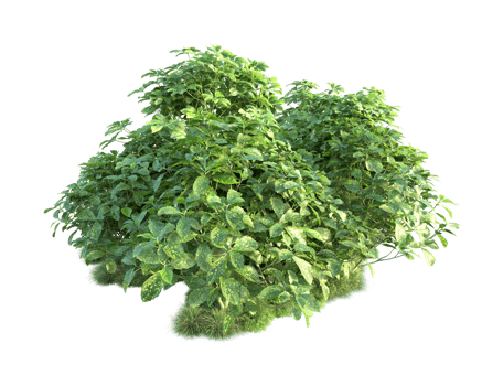 Tropical forest isolated on transparent background. 3d rendering - illustration png