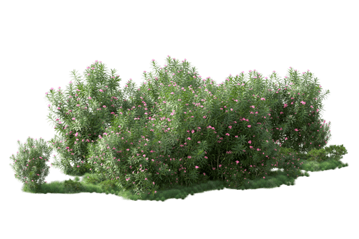 Tropical forest isolated on transparent background. 3d rendering - illustration png