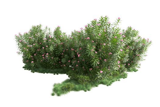 Tropical forest isolated on transparent background. 3d rendering - illustration png