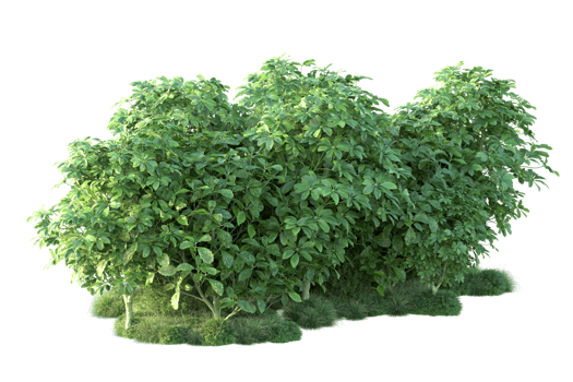 Tropical forest isolated on transparent background. 3d rendering - illustration png