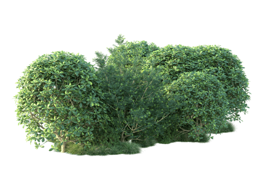 Tropical forest isolated on transparent background. 3d rendering - illustration png