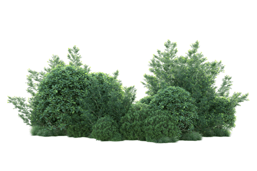 Tropical forest isolated on transparent background. 3d rendering - illustration png