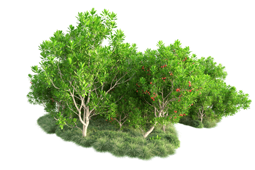 Tropical forest isolated on transparent background. 3d rendering - illustration png