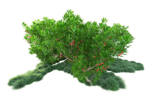 Tropical forest isolated on transparent background. 3d rendering - illustration png