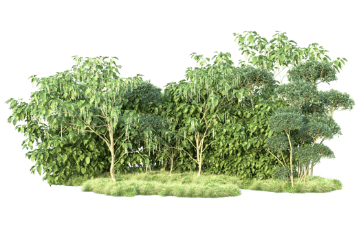 Tropical forest isolated on transparent background. 3d rendering - illustration png