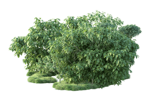Tropical forest isolated on transparent background. 3d rendering - illustration png