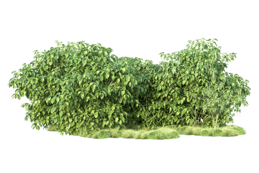 Tropical forest isolated on transparent background. 3d rendering - illustration png