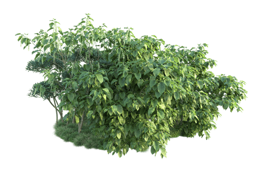 Tropical forest isolated on transparent background. 3d rendering - illustration png