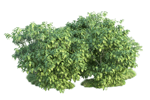 Tropical forest isolated on transparent background. 3d rendering - illustration png