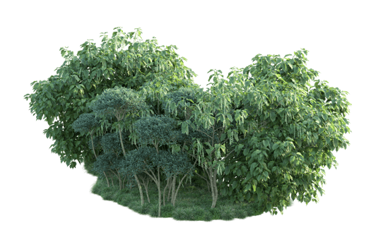 Tropical forest isolated on transparent background. 3d rendering - illustration png