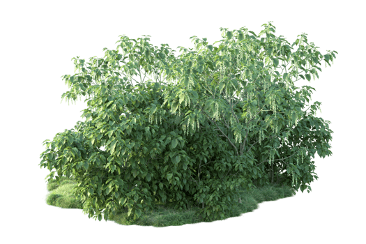 Tropical forest isolated on transparent background. 3d rendering - illustration png