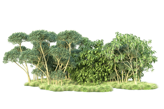 Tropical forest isolated on transparent background. 3d rendering - illustration png