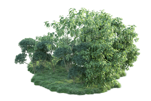 Tropical forest isolated on transparent background. 3d rendering - illustration png