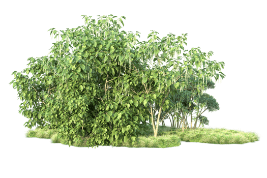 Tropical forest isolated on transparent background. 3d rendering - illustration png