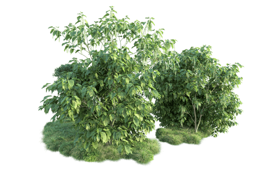 Tropical forest isolated on transparent background. 3d rendering - illustration png