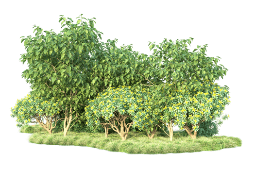 Tropical forest isolated on transparent background. 3d rendering - illustration png