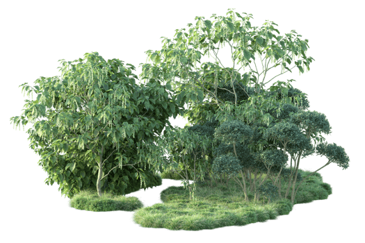 Tropical forest isolated on transparent background. 3d rendering - illustration png
