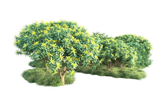 Tropical forest isolated on transparent background. 3d rendering - illustration png