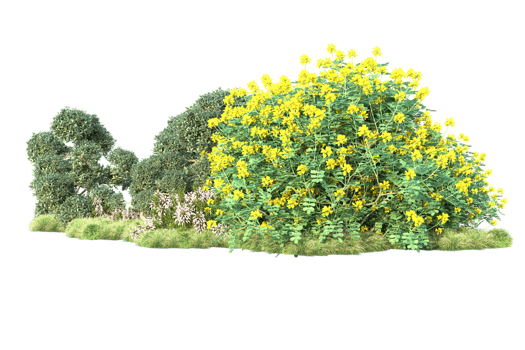 Tropical forest isolated on transparent background. 3d rendering - illustration png