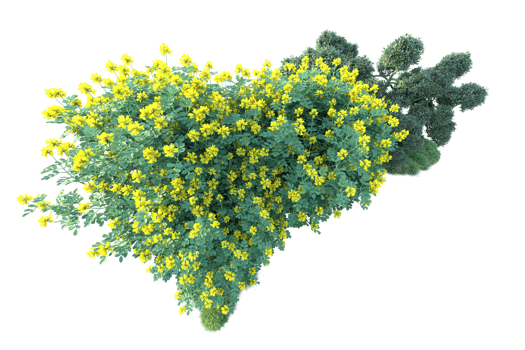 Tropical forest isolated on transparent background. 3d rendering - illustration png
