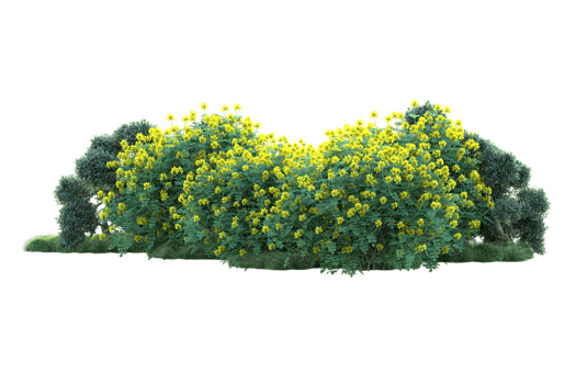 Tropical forest isolated on transparent background. 3d rendering - illustration png