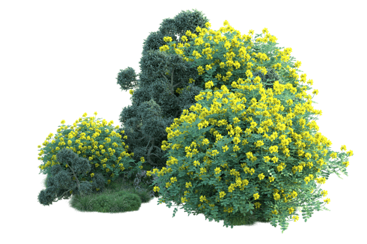 Tropical forest isolated on transparent background. 3d rendering - illustration png