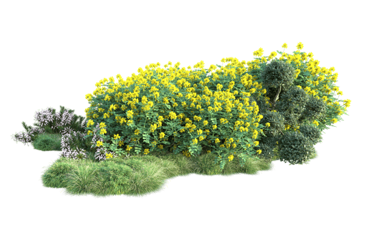 Tropical forest isolated on transparent background. 3d rendering - illustration png
