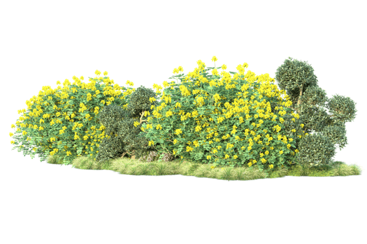 Tropical forest isolated on transparent background. 3d rendering - illustration png
