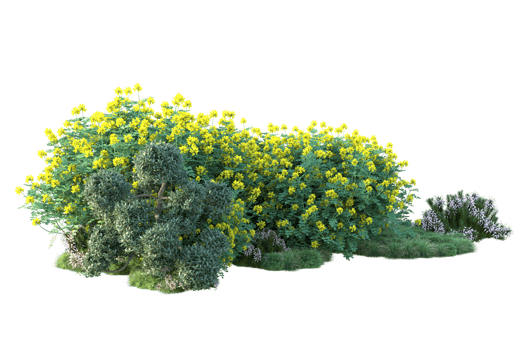 Tropical forest isolated on transparent background. 3d rendering - illustration png