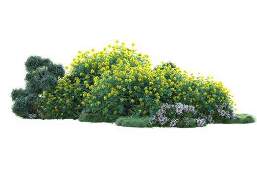 Tropical forest isolated on transparent background. 3d rendering - illustration png